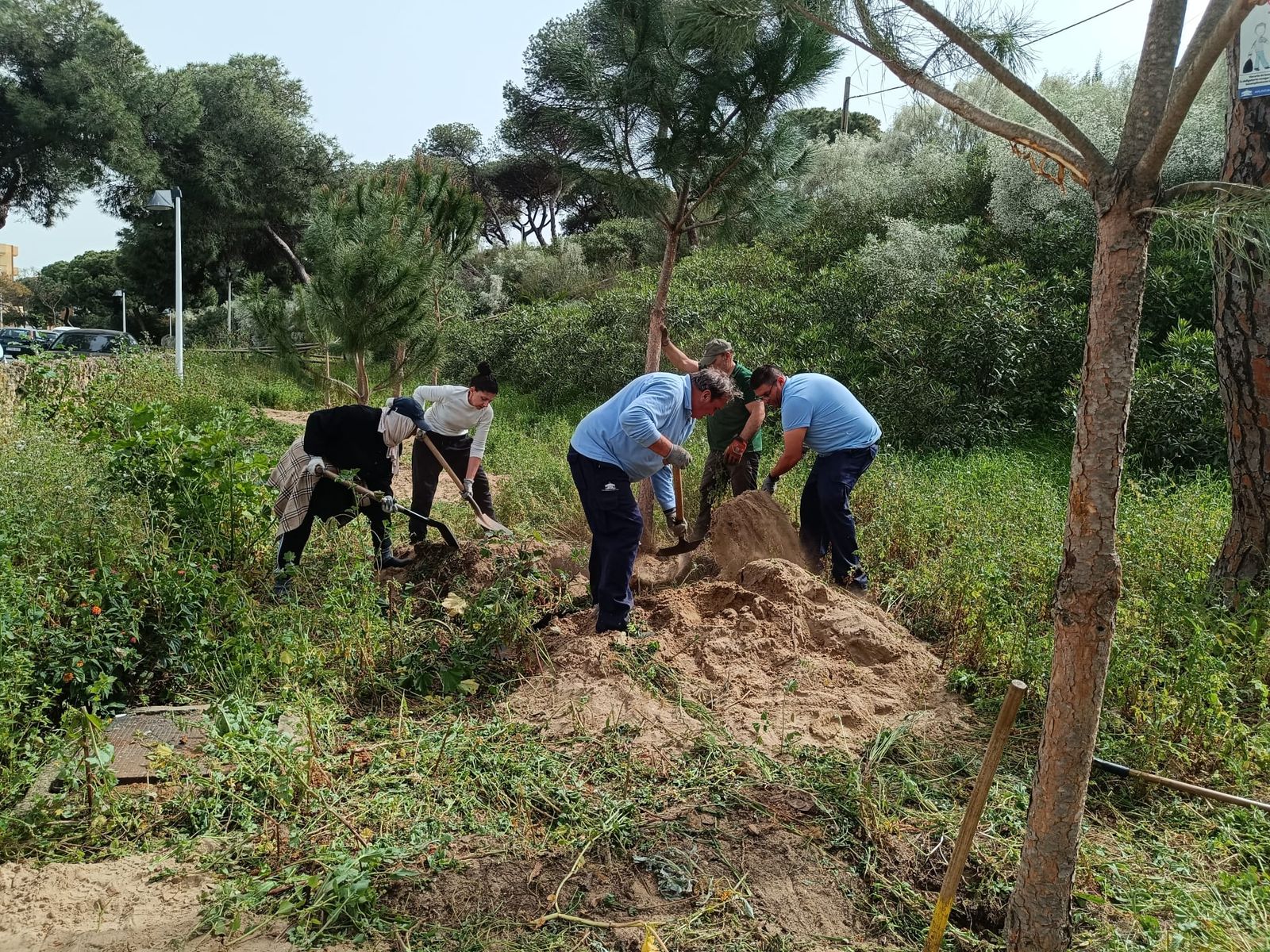 Campaña de plantación de árboles en las calles de Punta Umbría.