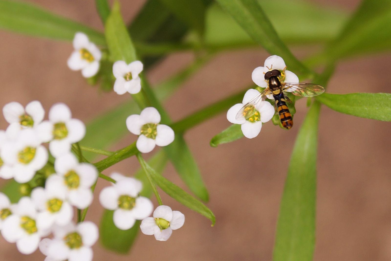 El uso de insectos beneficiosos ha demostrado ser la herramienta más eficaz para el control de plagas