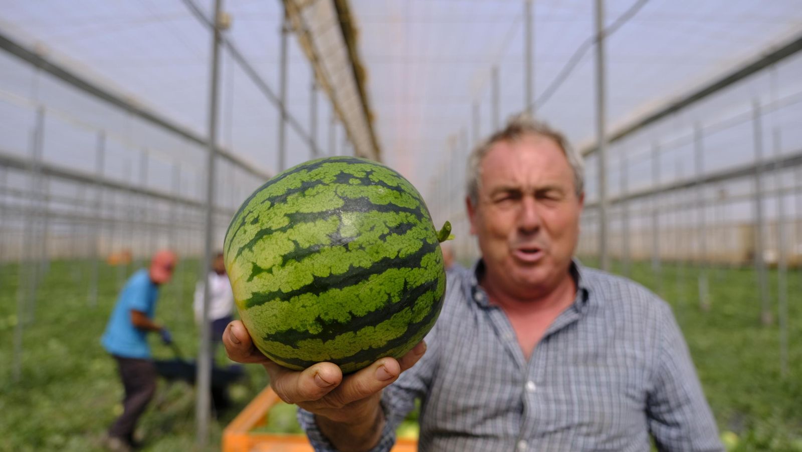 Imágenes de las primeras sandías que salen de Almería esta campaña
