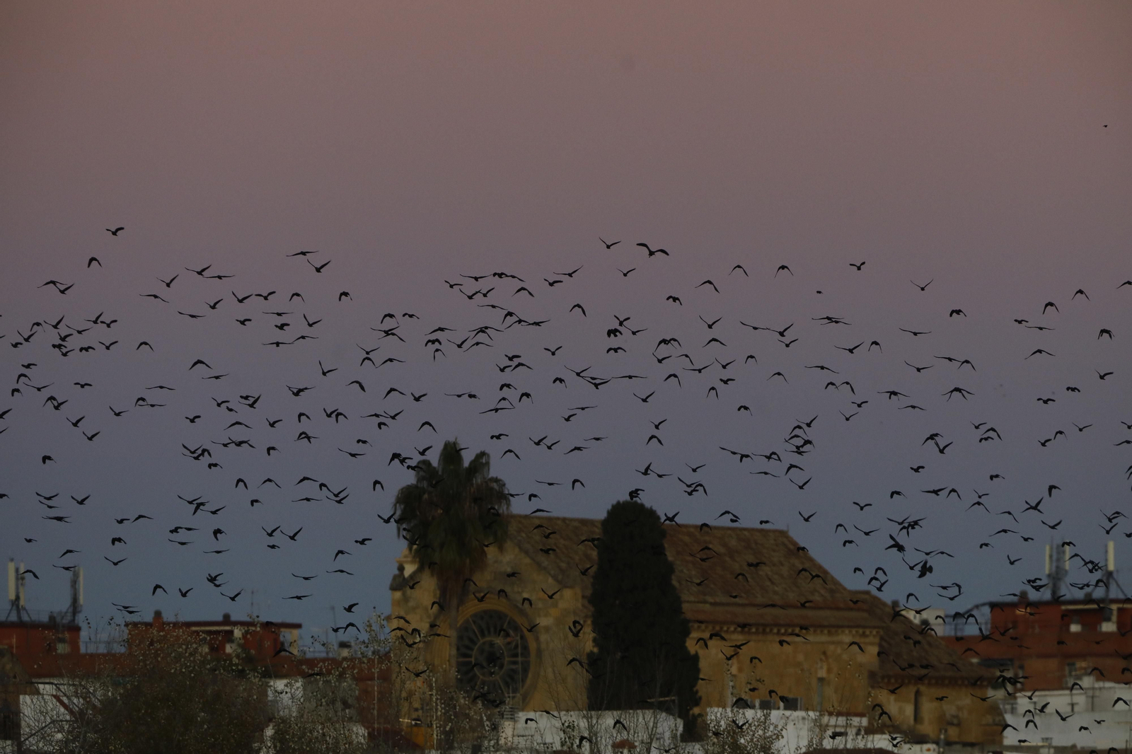 Las aves que habitan en Los Sotos de la Albolafia de Córdoba, en fotografías