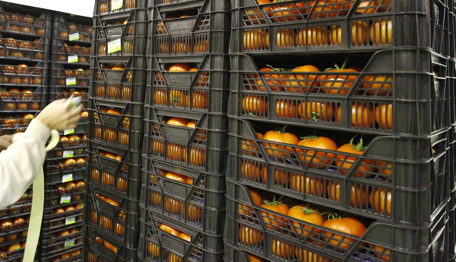 Agricultura abre 26 expedientes por irregularidades en el reetiquetado de producto marroquí en empresas de Almería