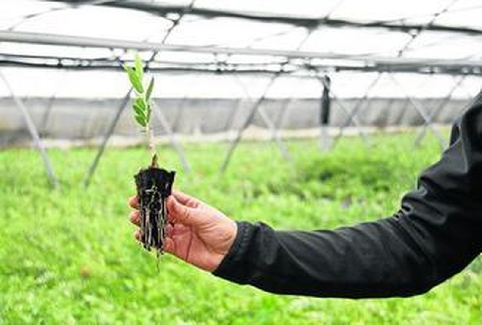 Diego Oller y Francisco Sánchez, propietarios de Los Grillos.