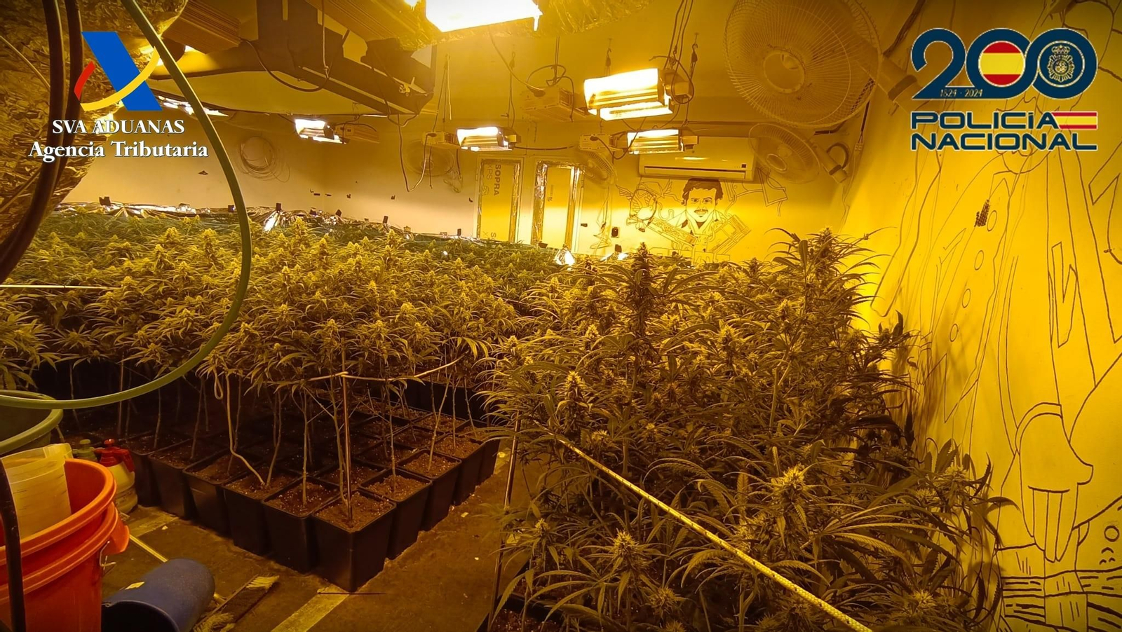 La plantación de marihuana desmantelada en Palmete.