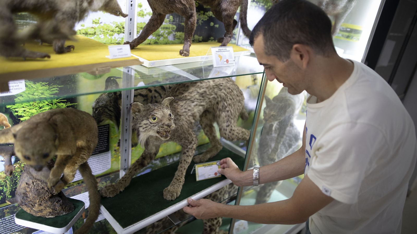 Daniel Aguayo muestra la última lincesa de Sierra Nevada.