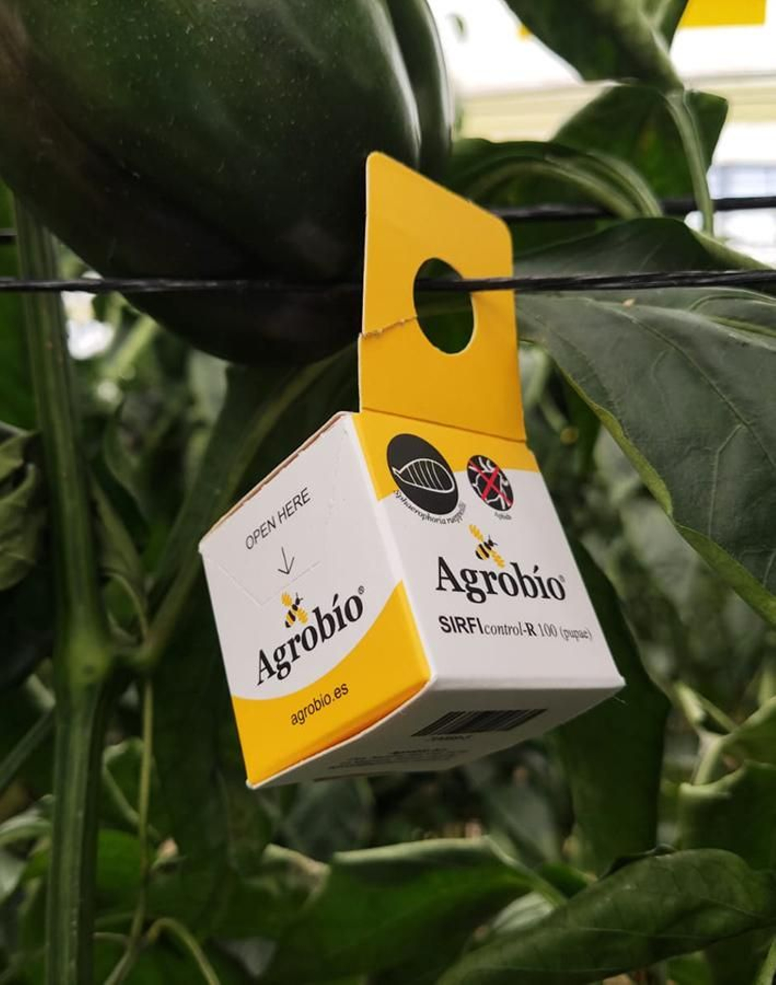 SIRFIcontrol-suelta de sirfidos para el control de pulgón.