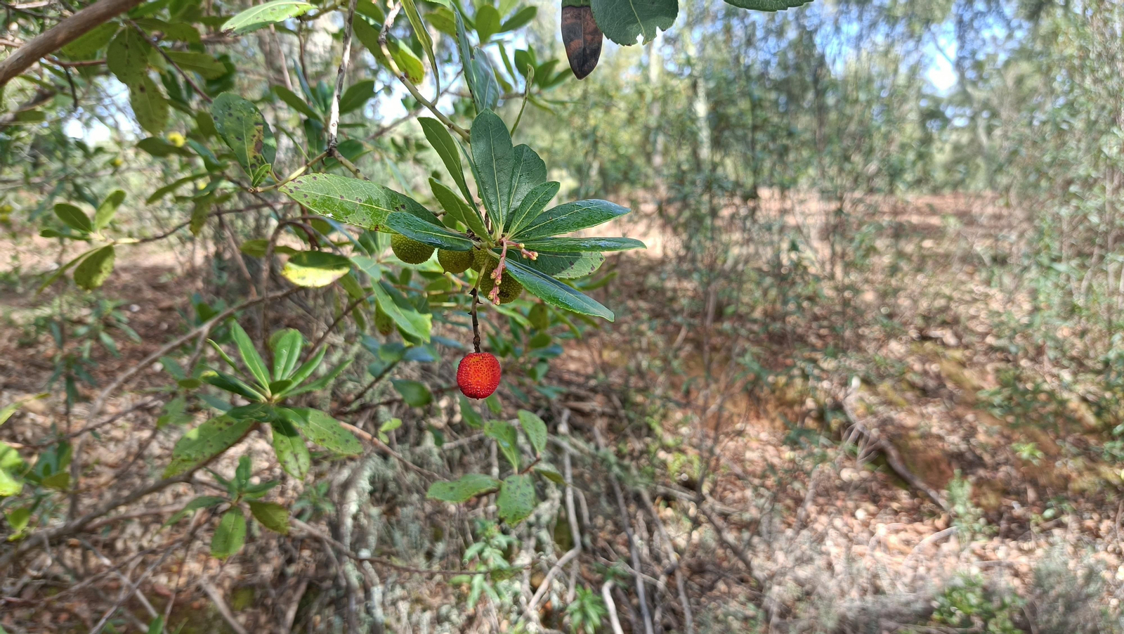 Abundan los madroños por la zona.