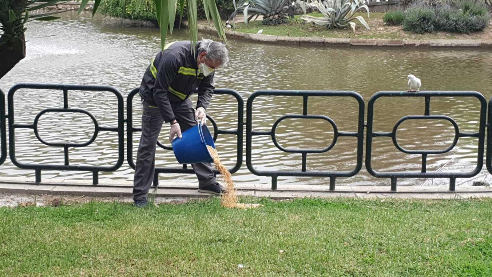 Otro operario de Parques echa alimento para las aves en el Parque de los Príncipes.