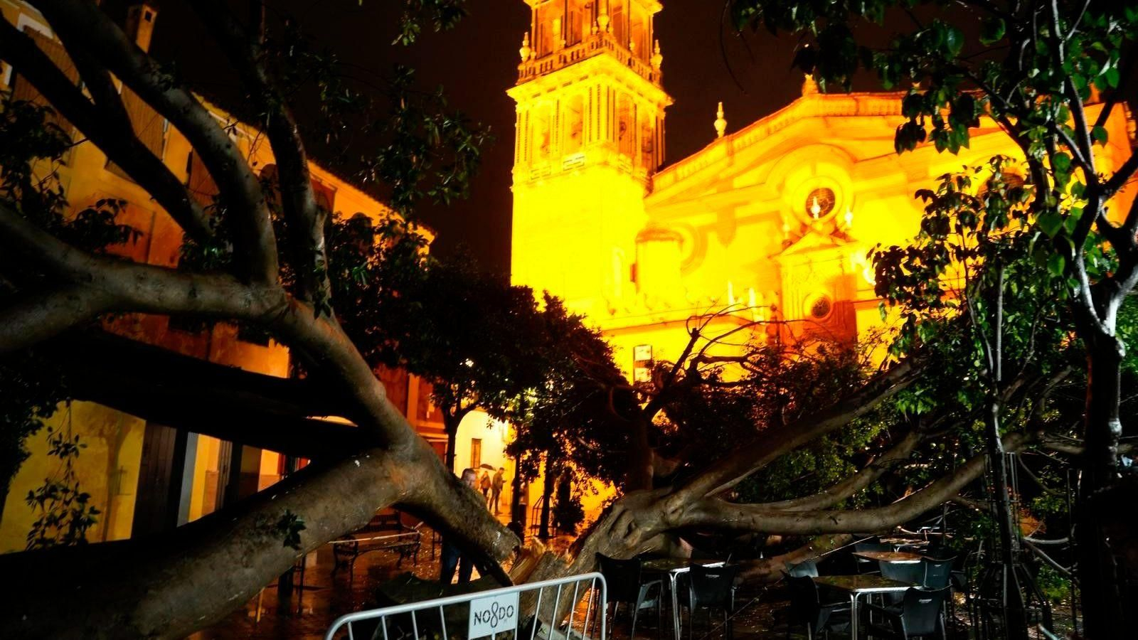 El Laurel de Indias, ya herido de muerte.