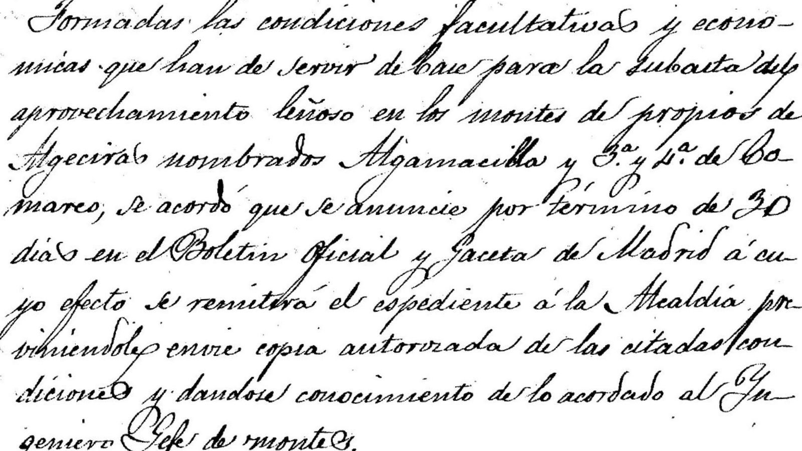 Subasta aprovechamiento de leña en los montes de Algeciras.