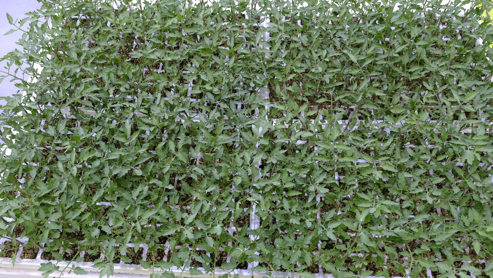 Imágenes del segundo día de Expolevante Níjar 2024