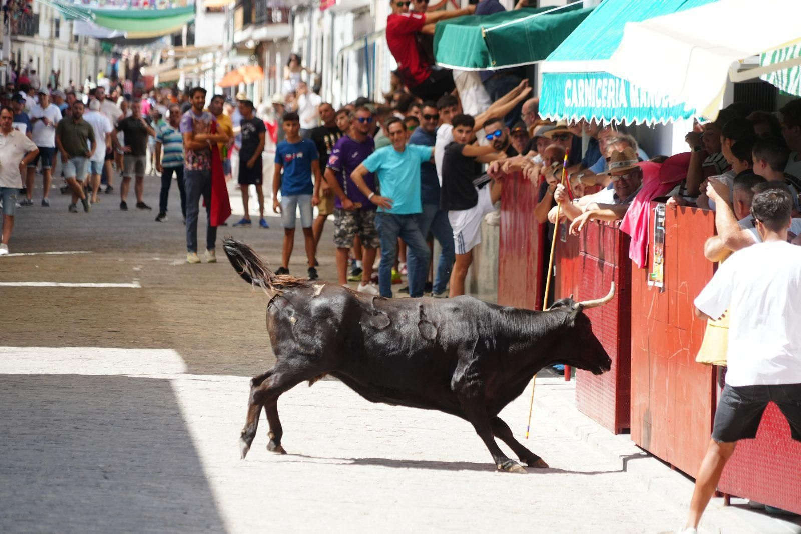 Las mejores imágenel del encierro de vaquillas de El Viso