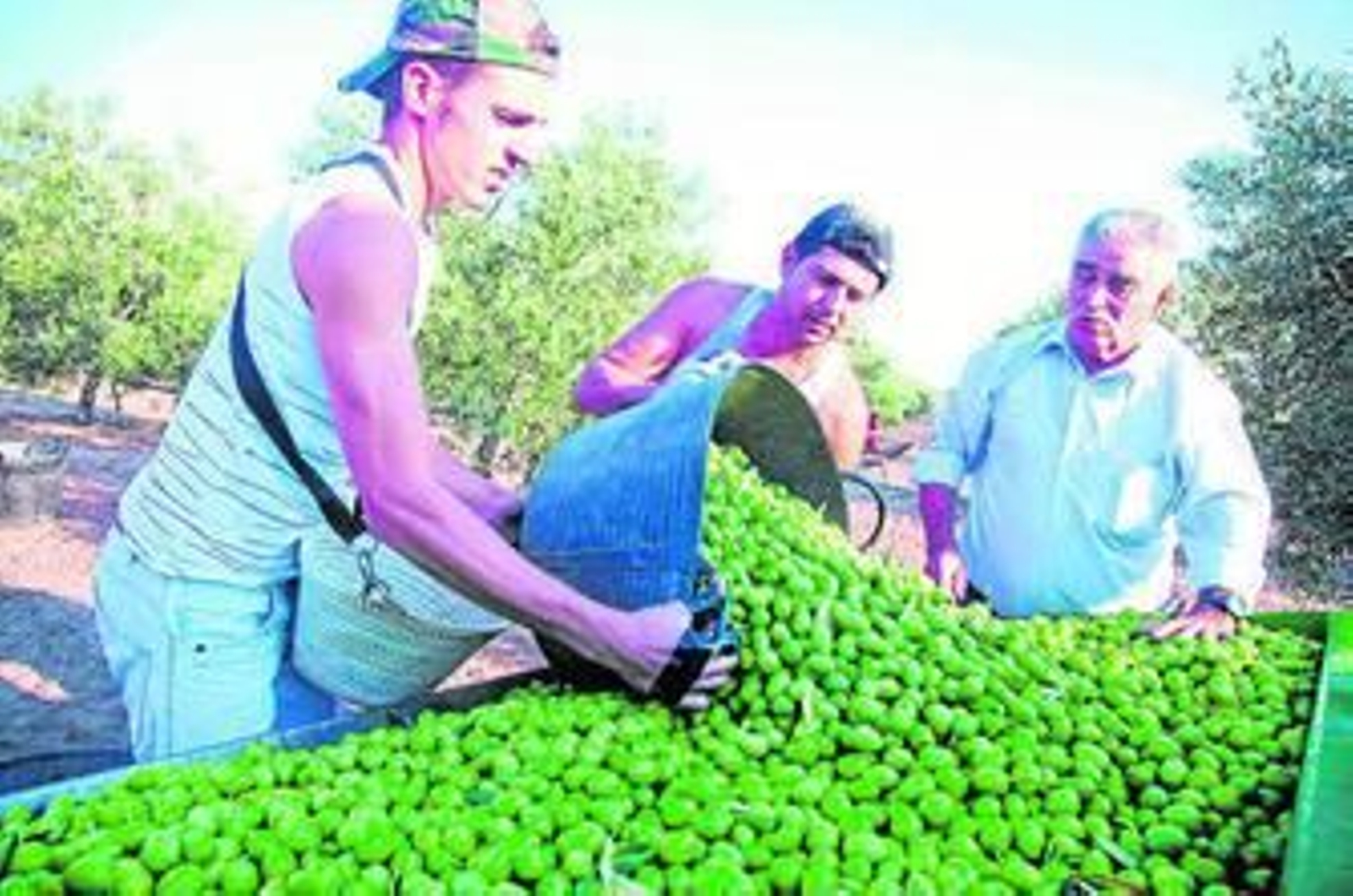 Unos jornaleros trabajan en la recolección de aceituna de verdeo.