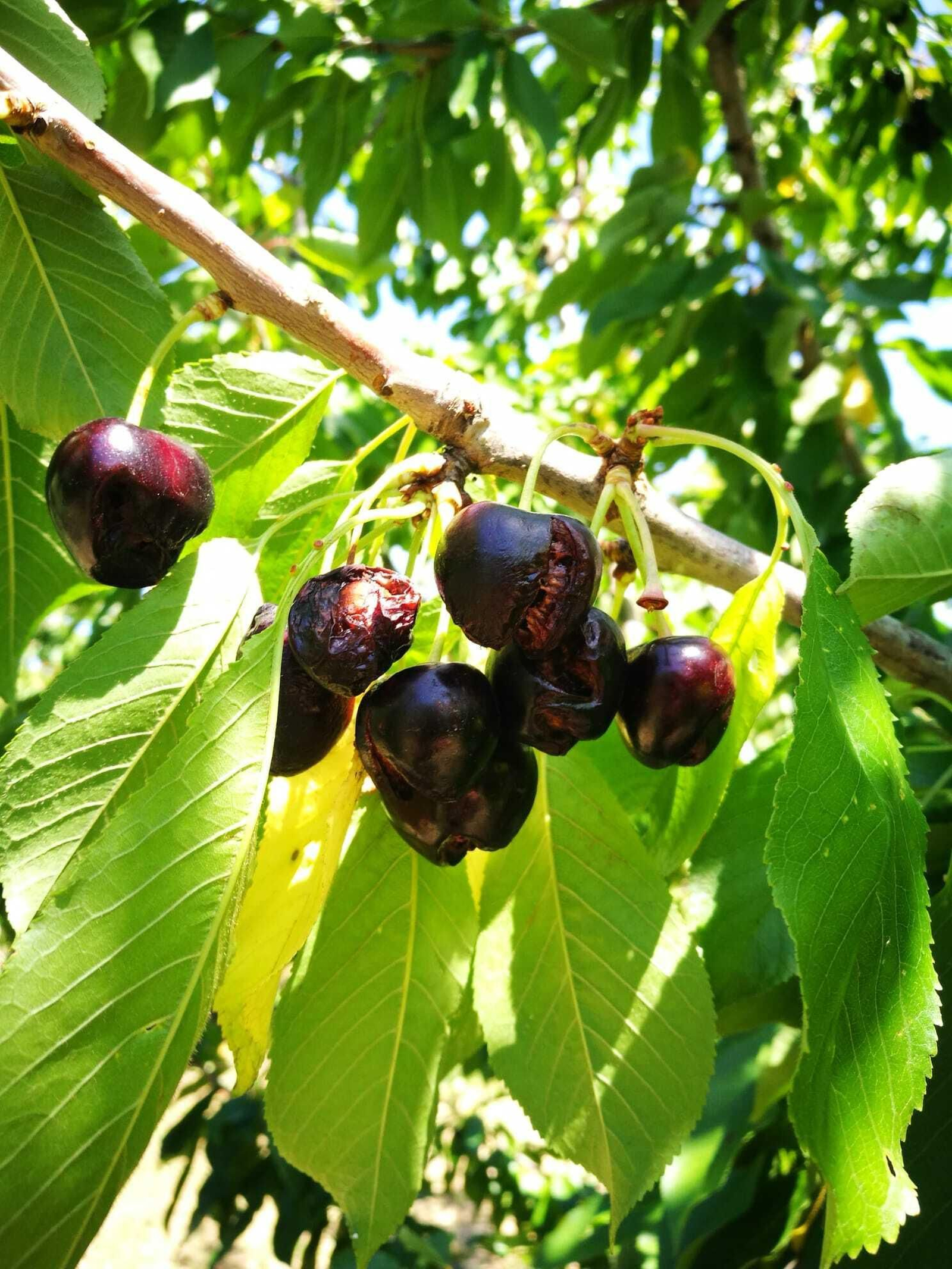Las cerezas, rajadas en los últimos días por humedad excesiva.