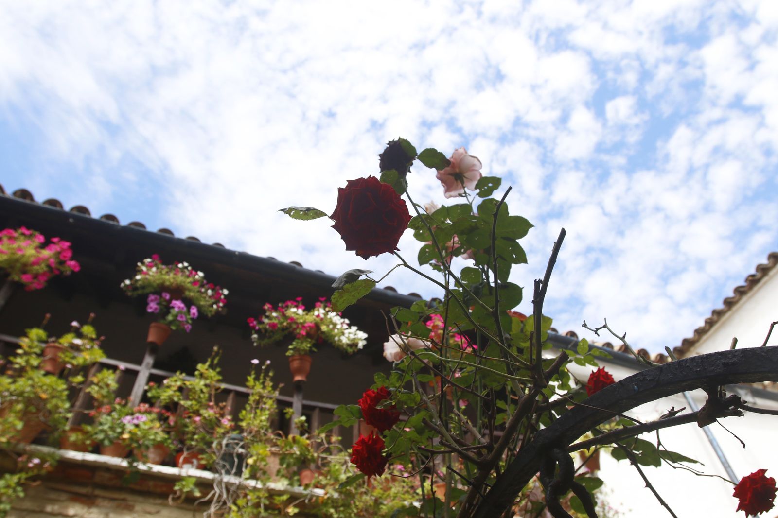 Los Patios de Córdoba en tiempos de crisis: Parras, 6