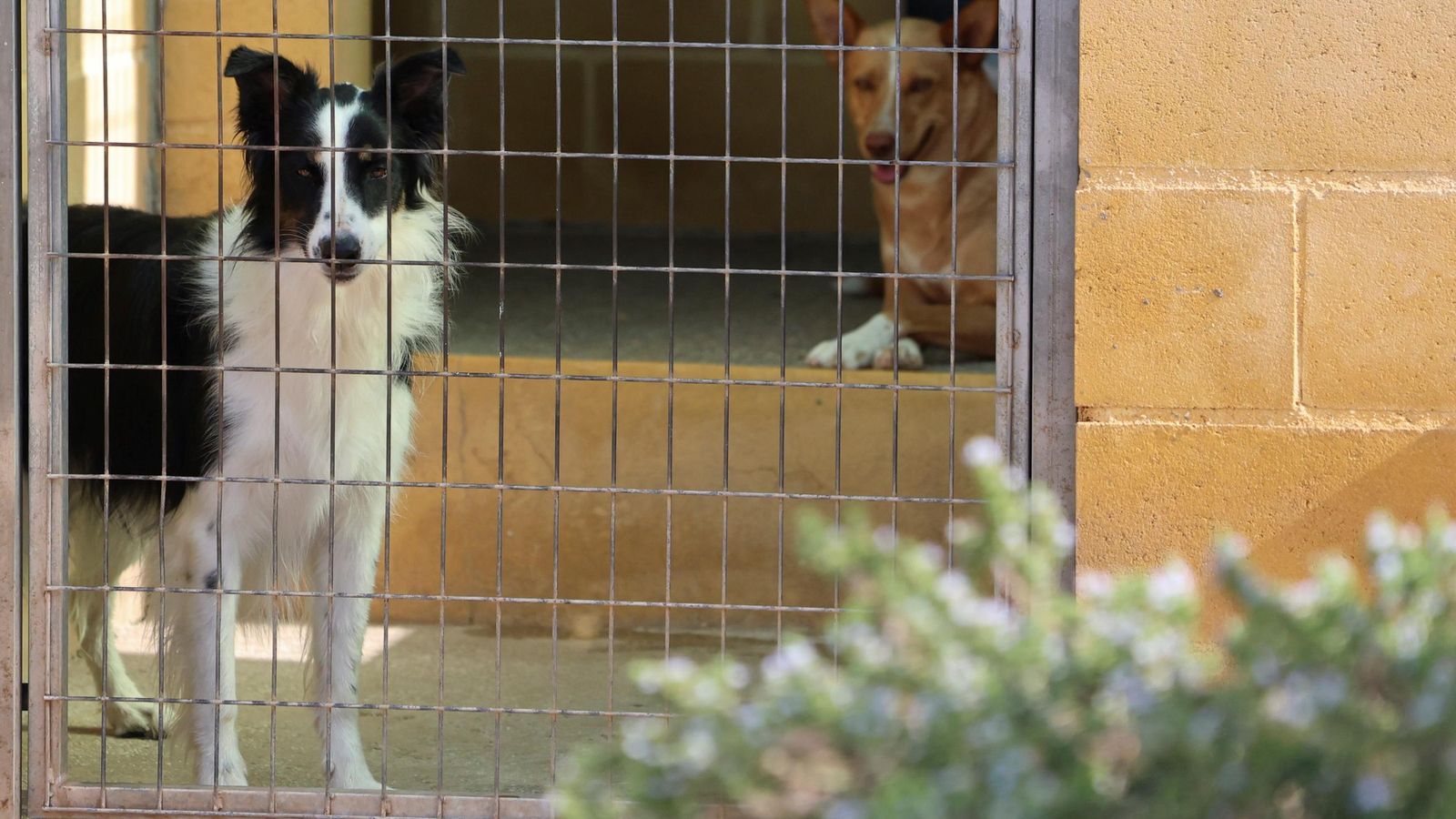 Los perros que buscan familia en la protectora de Animales de Málaga
