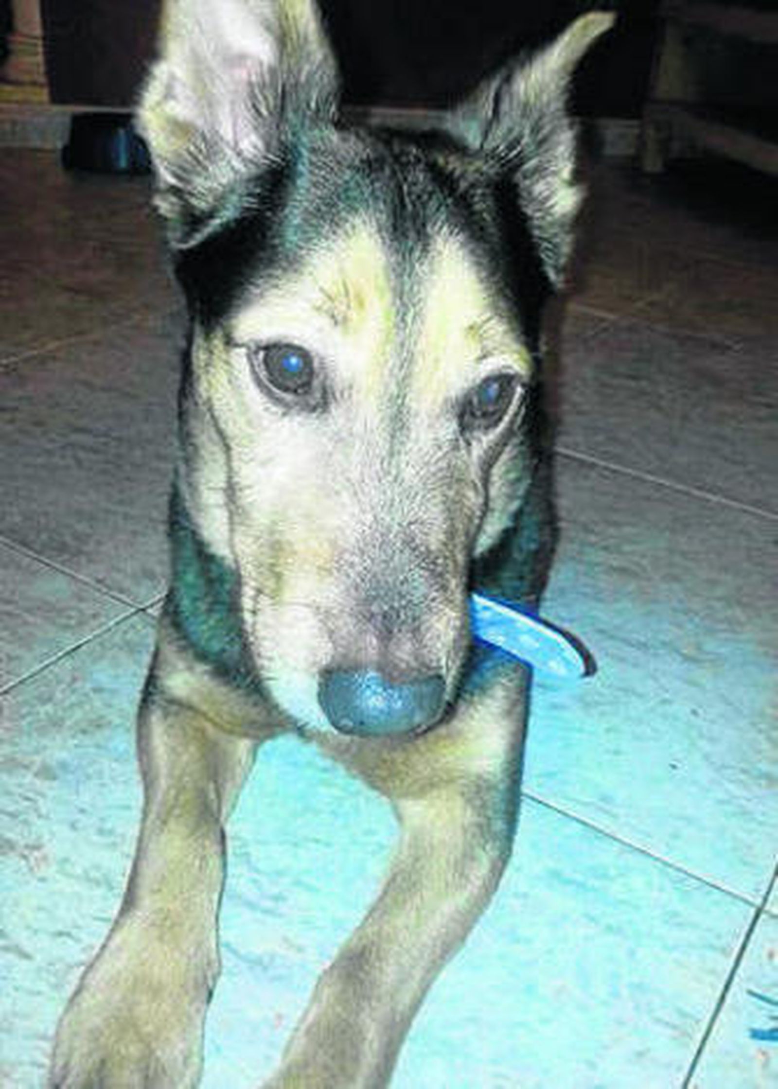 El animal recuperado.