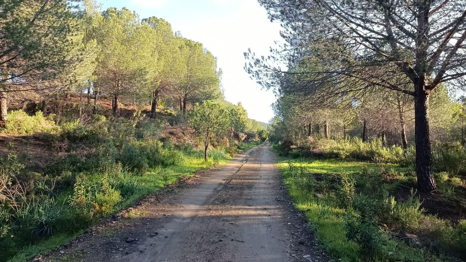 Pinares junto a Valverde del Camino.