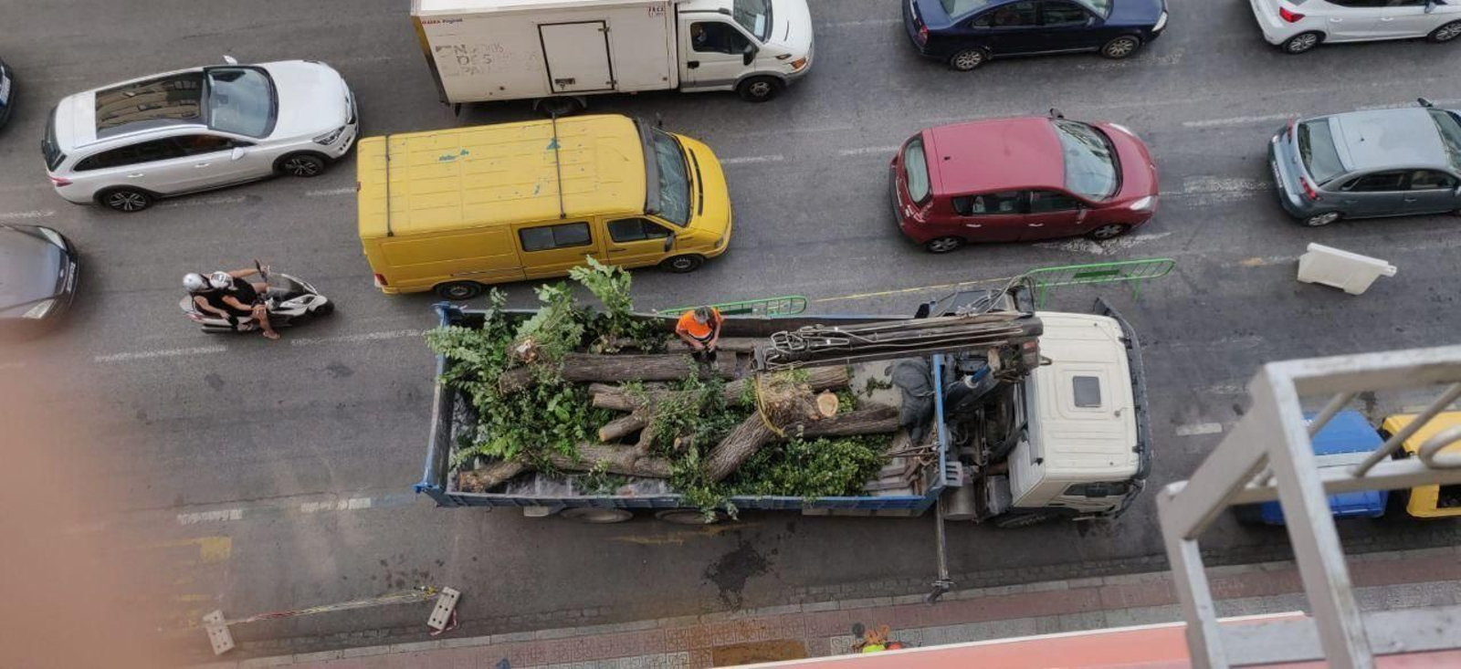 Tala de árboles en Arabial