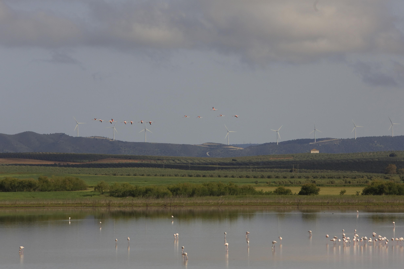 Los flamencos en la Laguna de Fuente de Piedra, en fotos