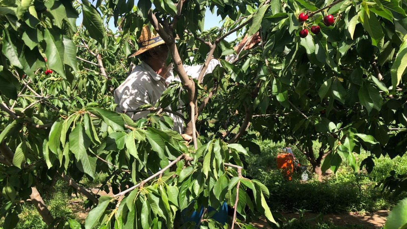 Zoyo, propietario de la finca. Zoyo, propietario de la finca.
