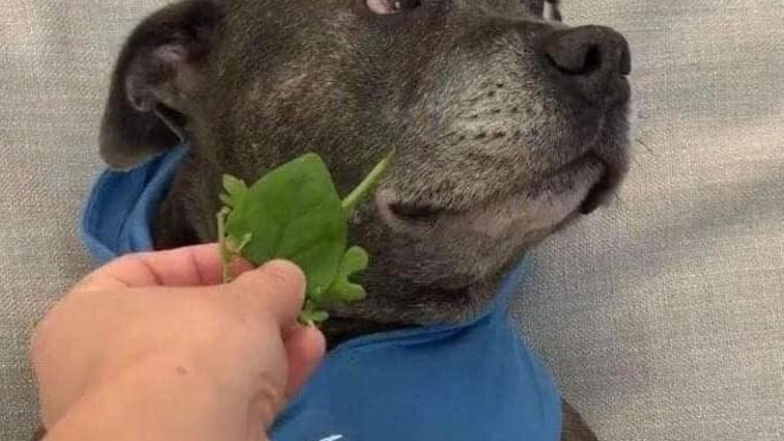 El perro no quiere lechuga