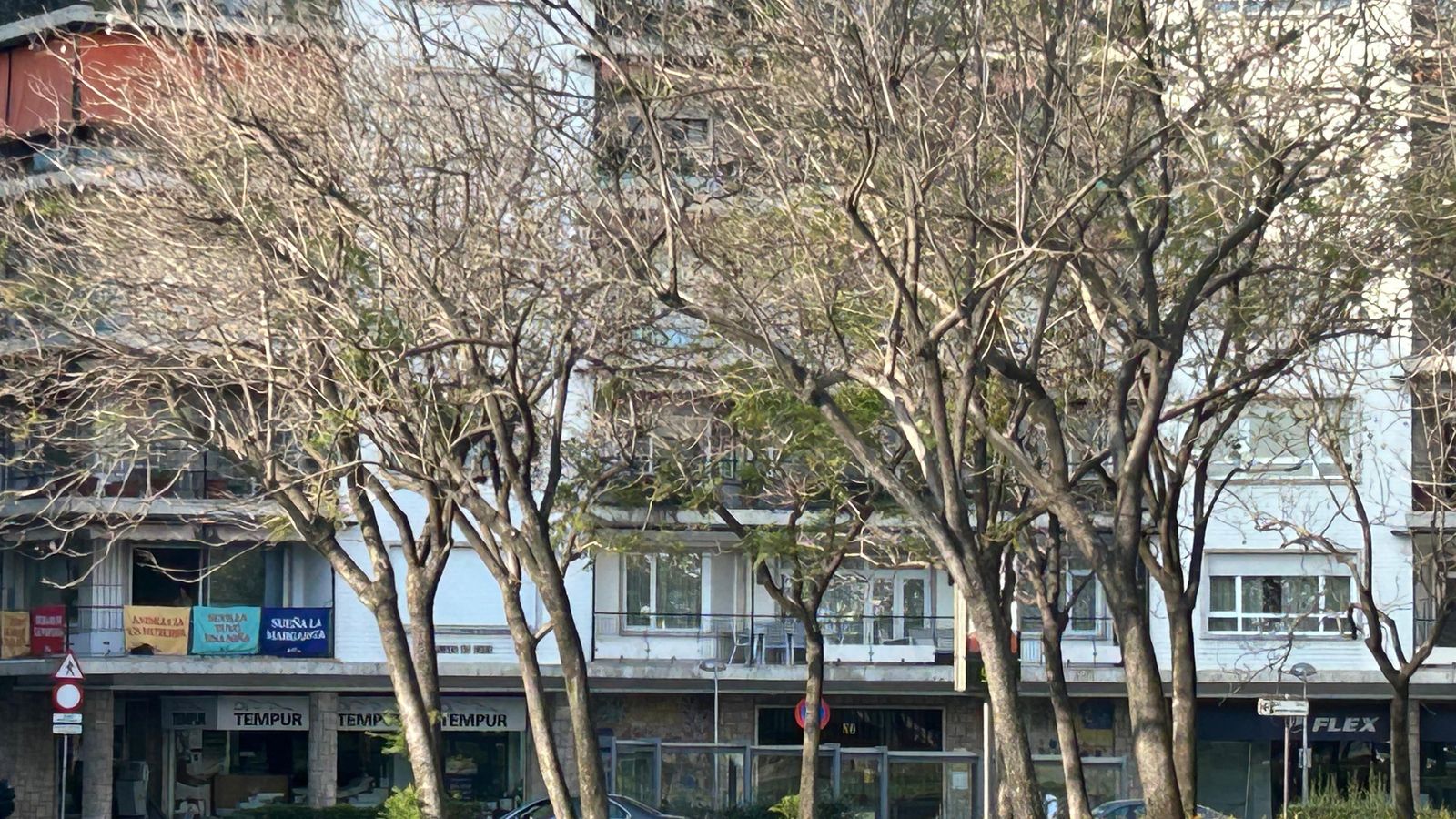 Unos pocos brotes verdes en las jacarandas de la rotonda de la Plaza de Cuba.