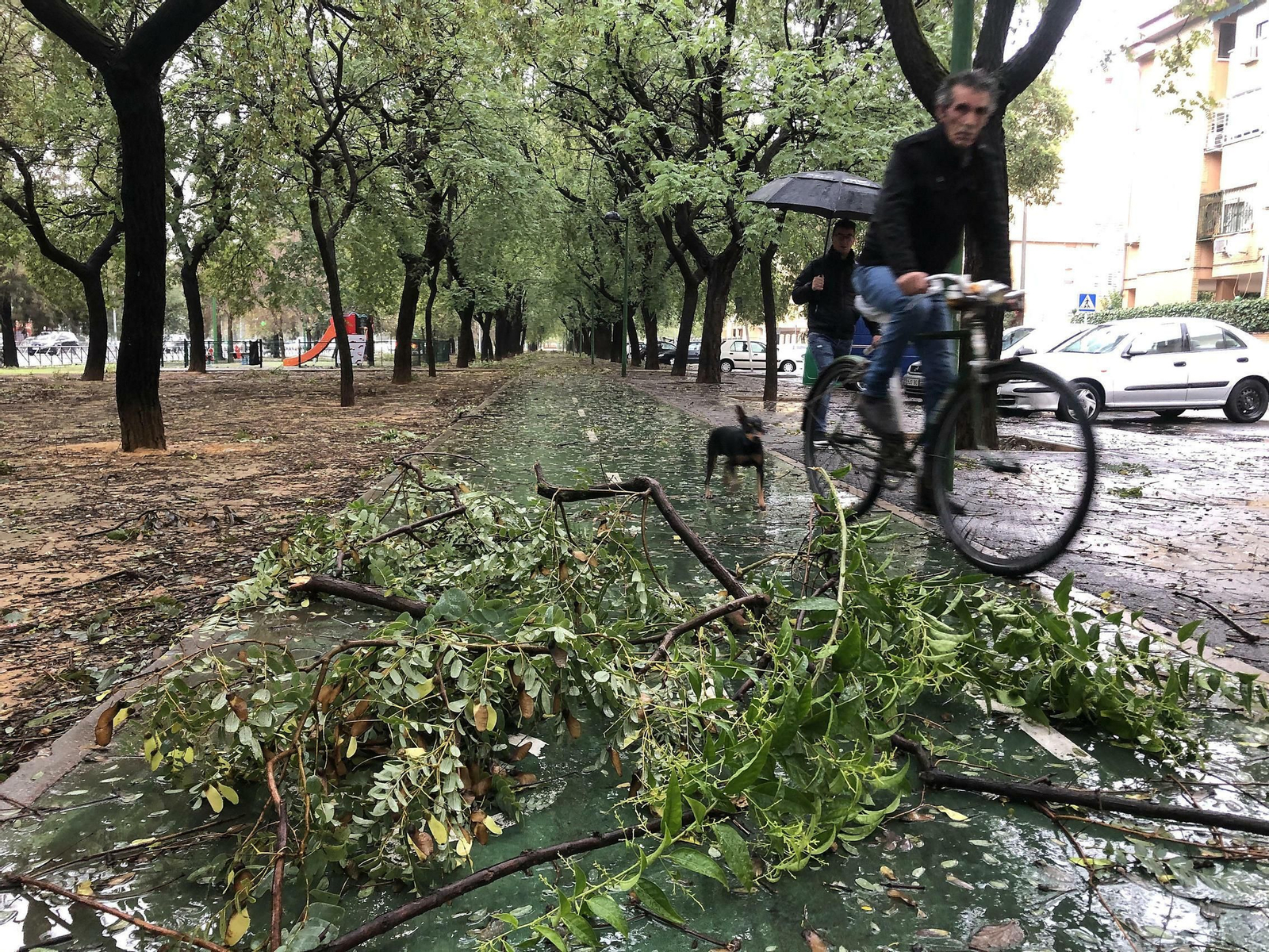 Ramas de árboles caídas sobre el carril bici.