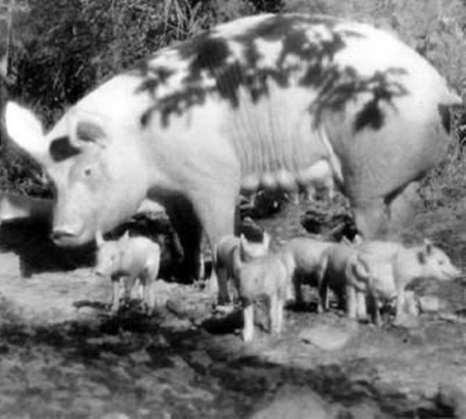 Hembra de cerdo con sus crías. que en estado de cautiverio pueden llegar a comerse si les falta el alimento.