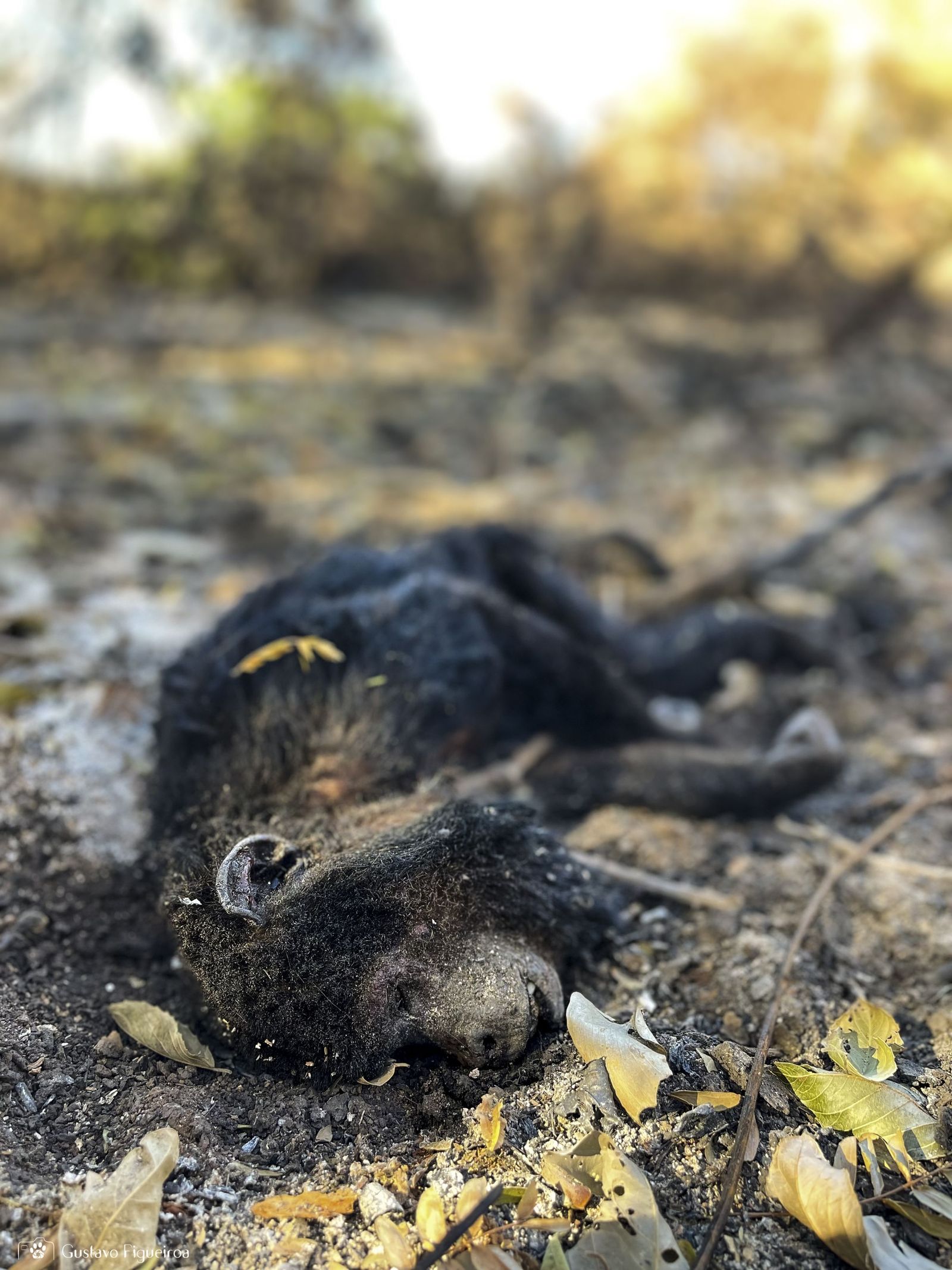 Las llamas convierten en una tumba al aire libre El Pantanal en Brasil
