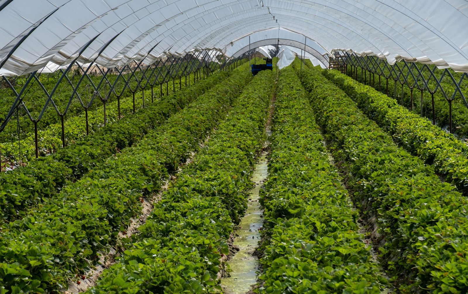 Un campo de fresas en Huelva