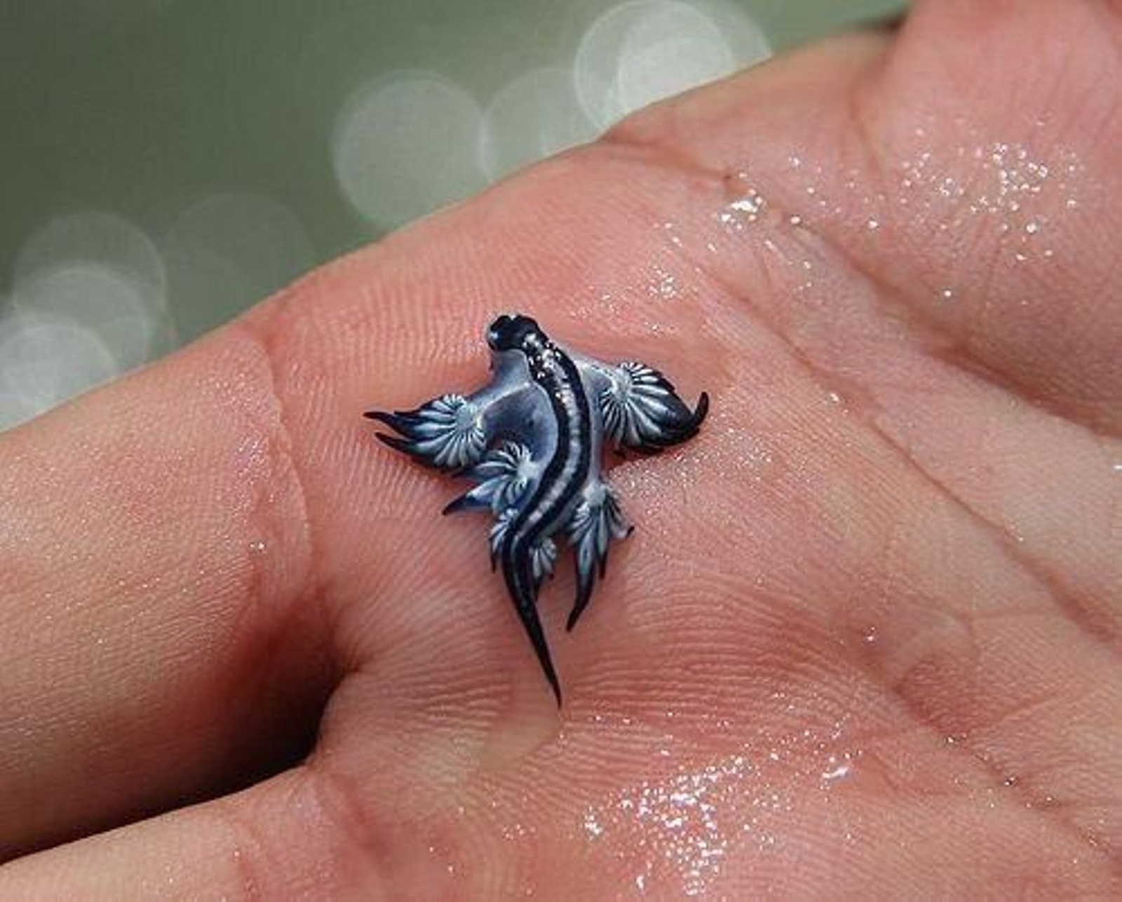 Un ejemplar del dragón azul (Glaucus atlanticus).