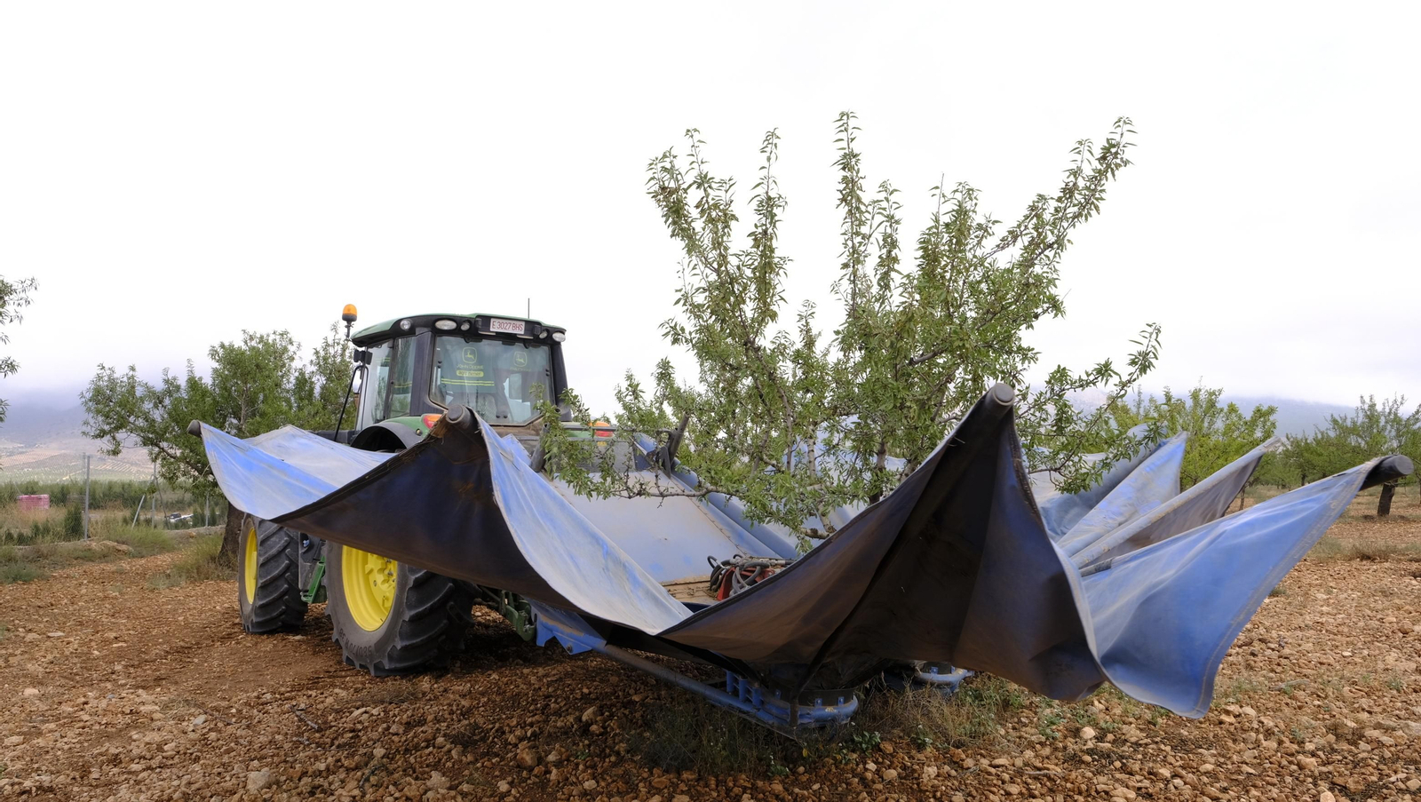 Imágenes de la almendra ecológica de Chirivel