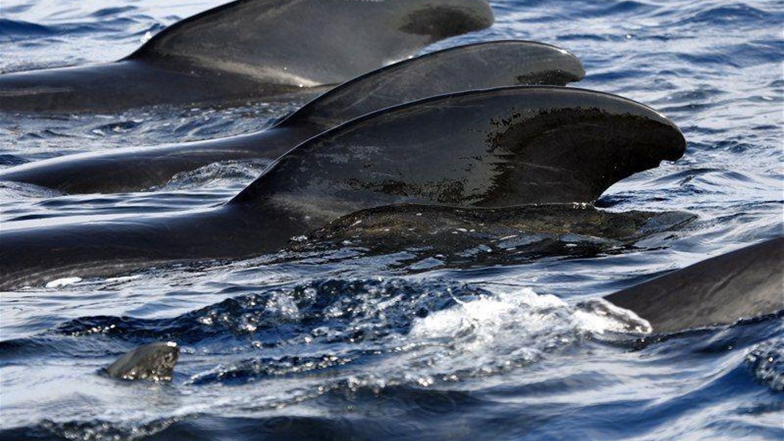 Excursiones para ver cetáceos