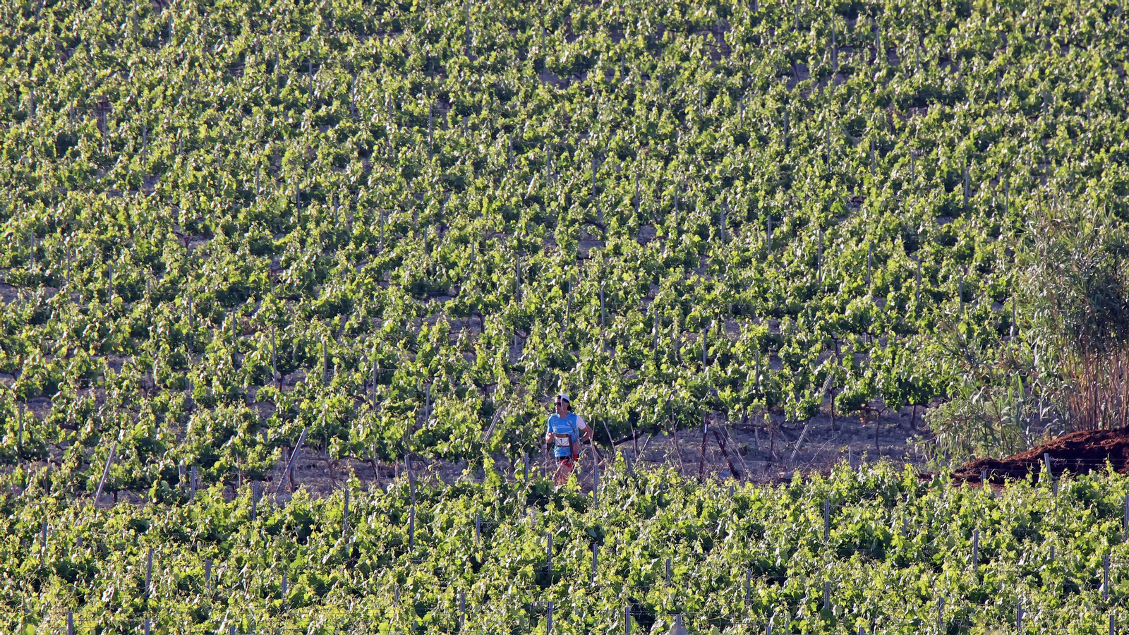 VI Sherry Maratón Jerez