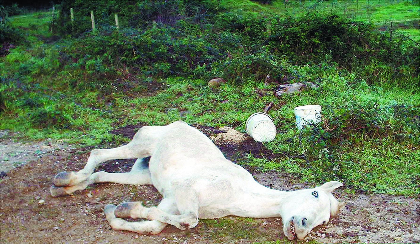 Una yegua muerta de otro caso de maltrato animal