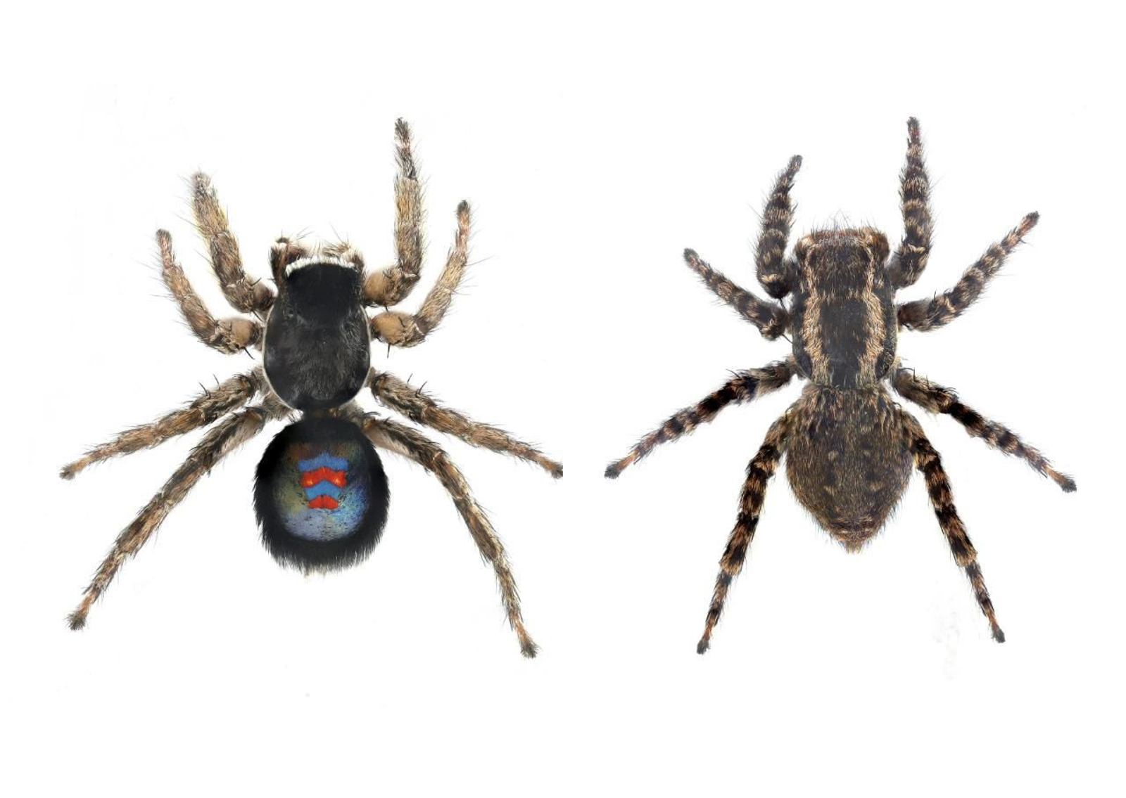 Macho y hembra de Phlegra blaugrana. Macho y hembra de Phlegra blaugrana.