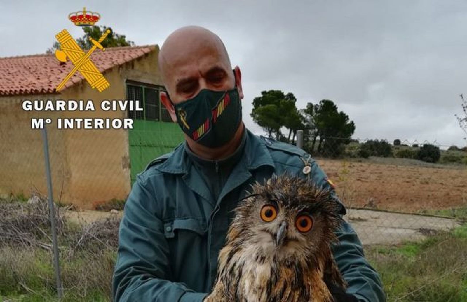 Recuperado un ejemplar de Búho Real herido que fue localizado por un ciudadano en Almansa