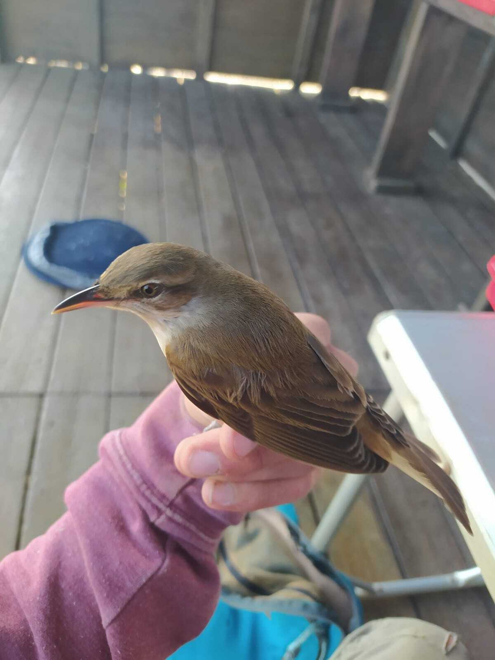Avifauna de la zona.