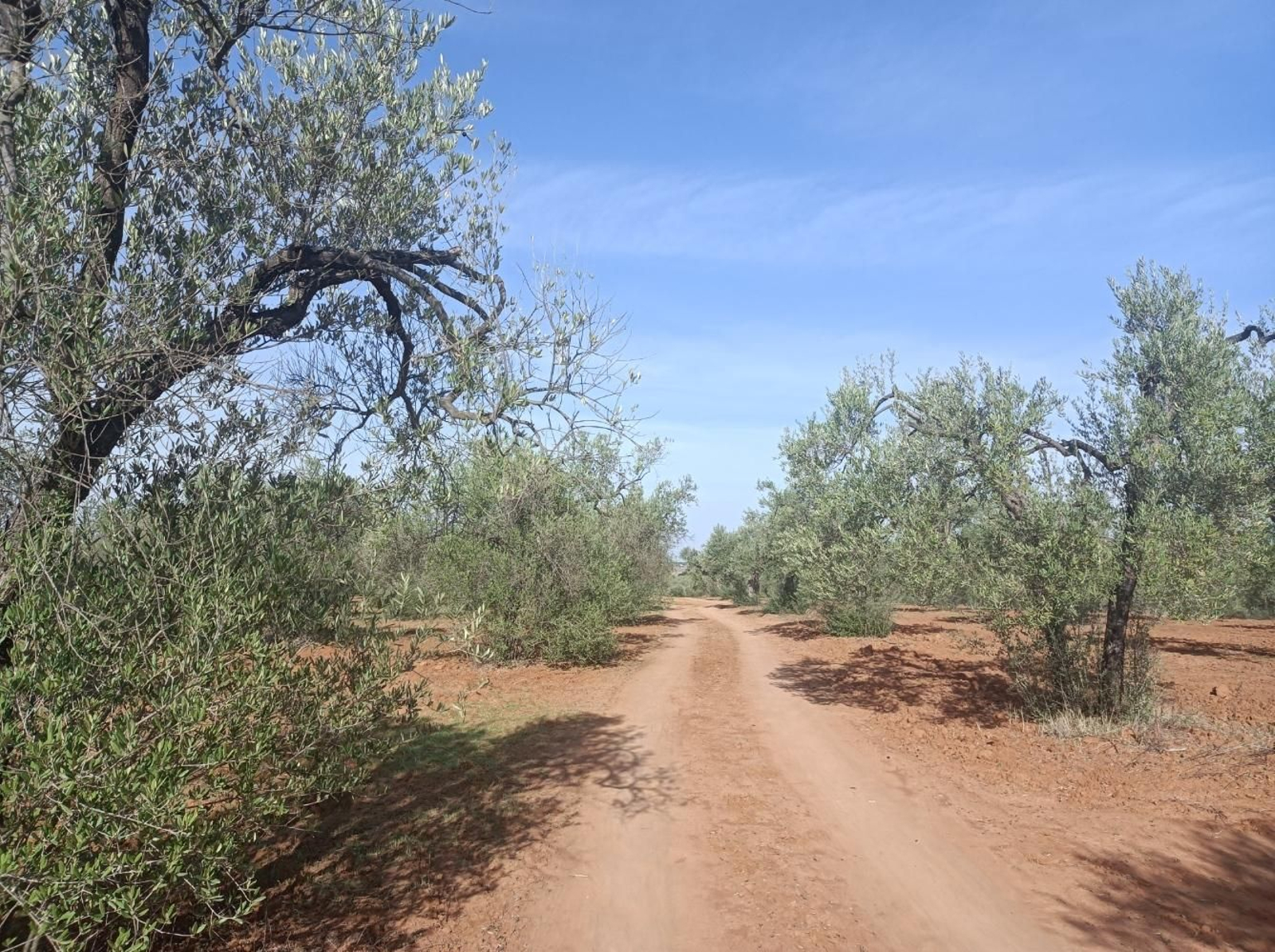 Fotos del Camino de San Diego en Almensilla