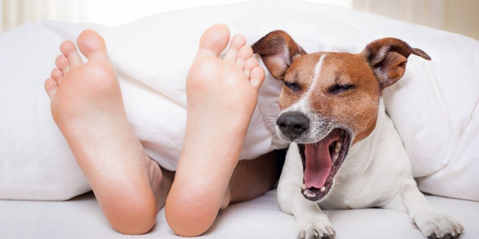 ¿Es saludable dormir con nuestro perro?