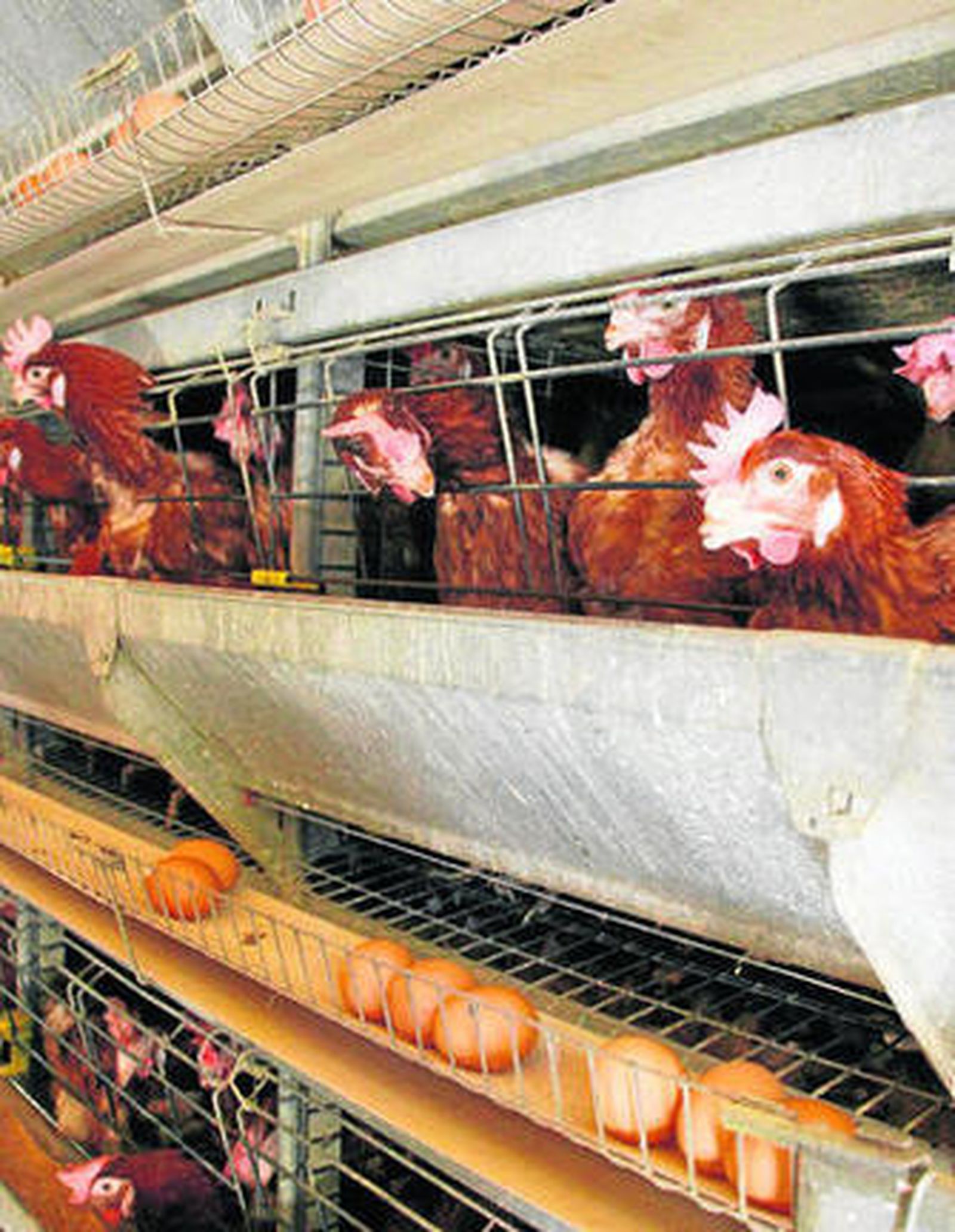 Avícola Laujar factura 400.000 euros con sus 16.000 gallinas