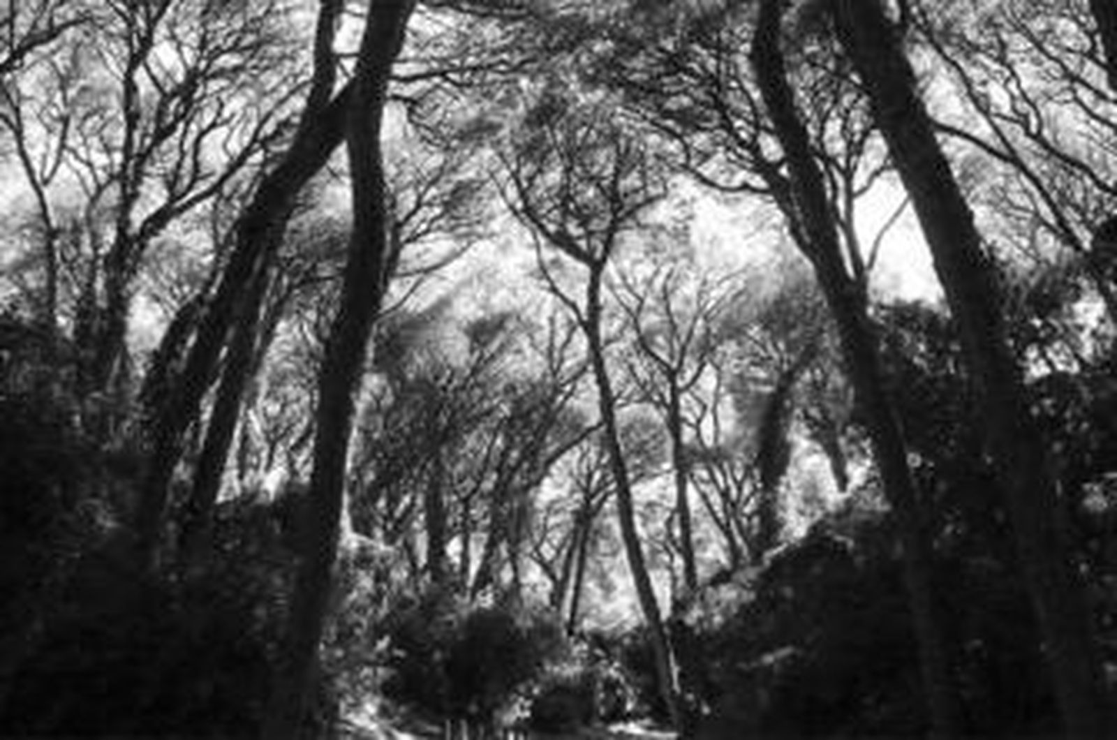 El pinar de Las Canteras.