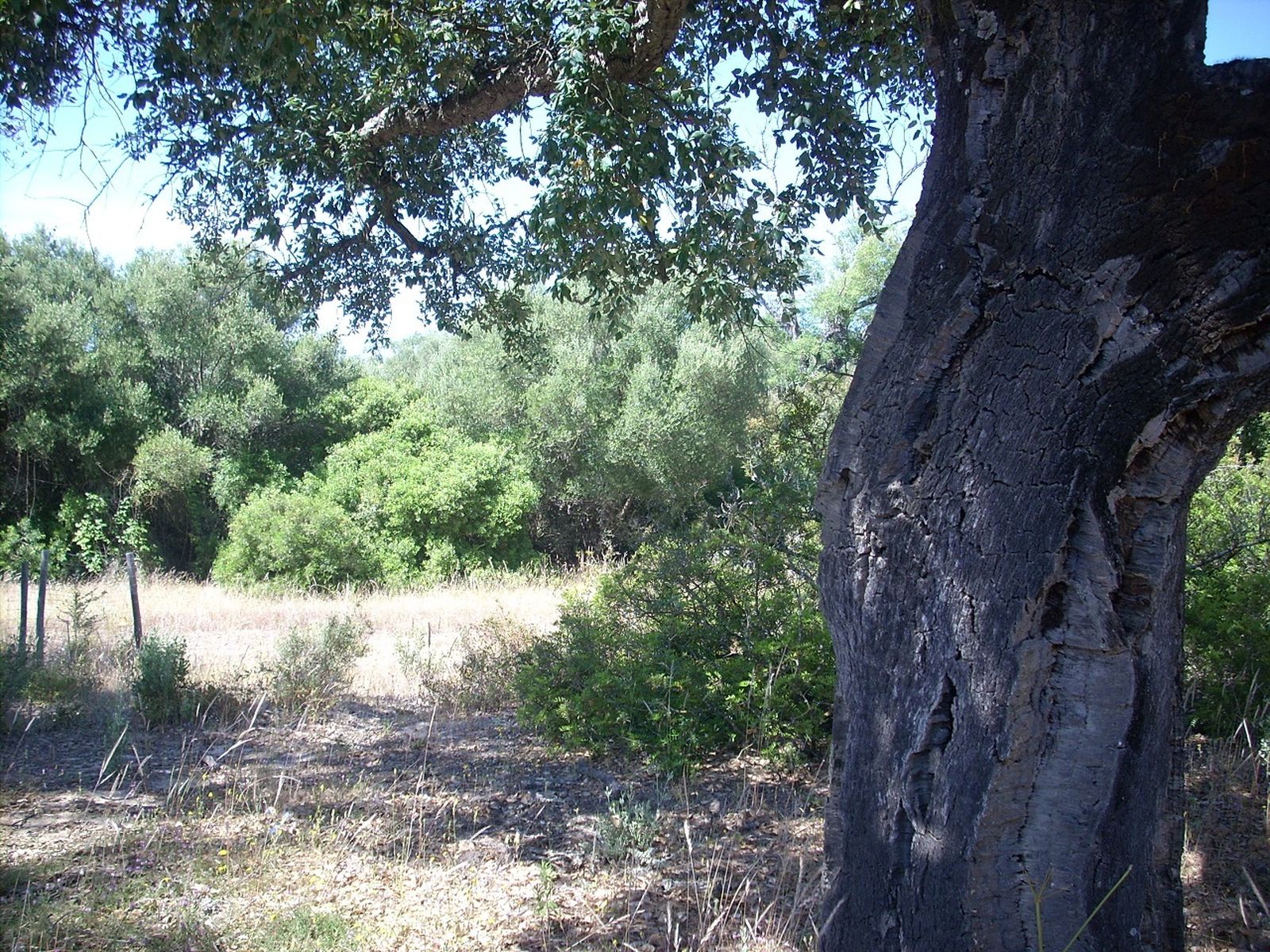 Bosque de alcornoques de la provincia de Huelva