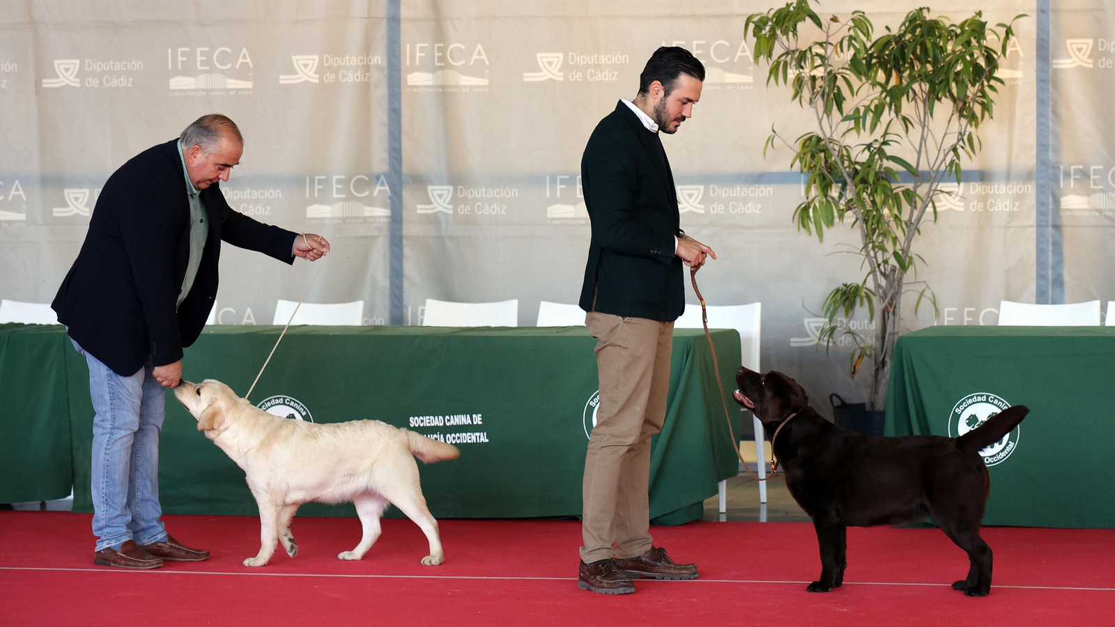 Imágenes de la 49ª edición de la Exposición Nacional Canina y la 25ª edición de la Exposición Internacional Canina en IFECA Jerez