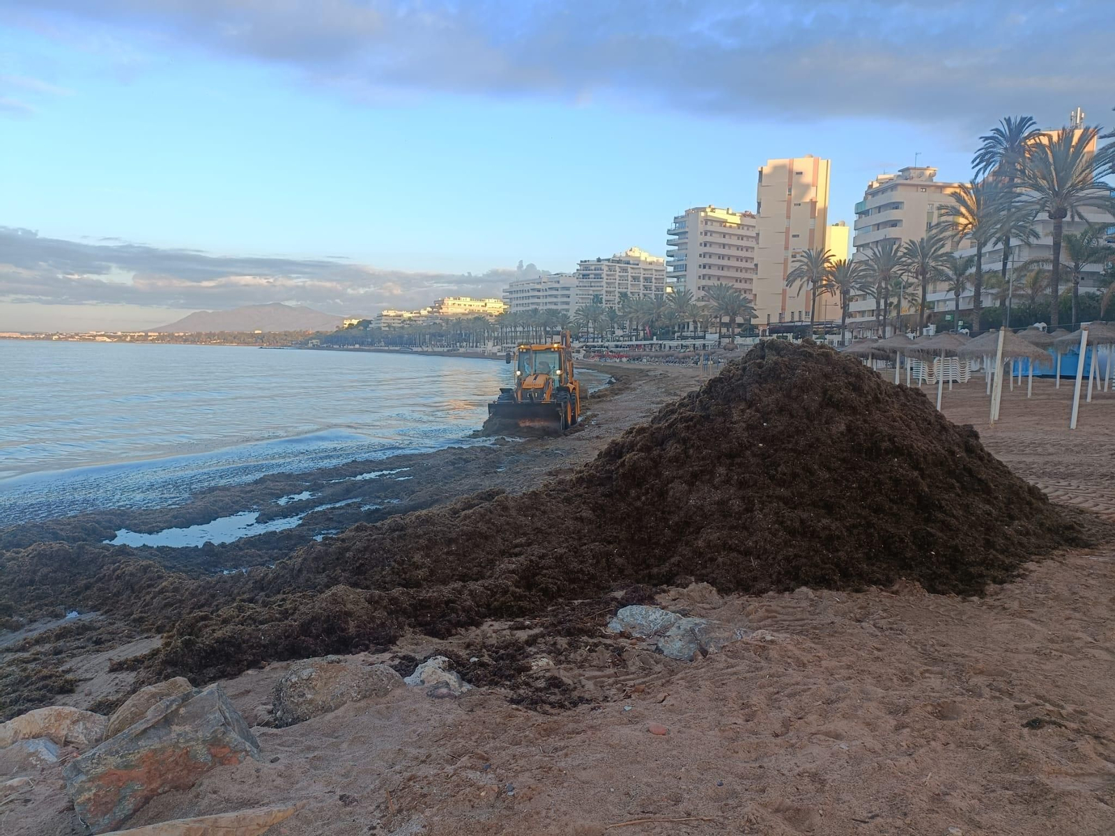 Una montaña de algas en la playa de La Fontanilla, en Marbella.