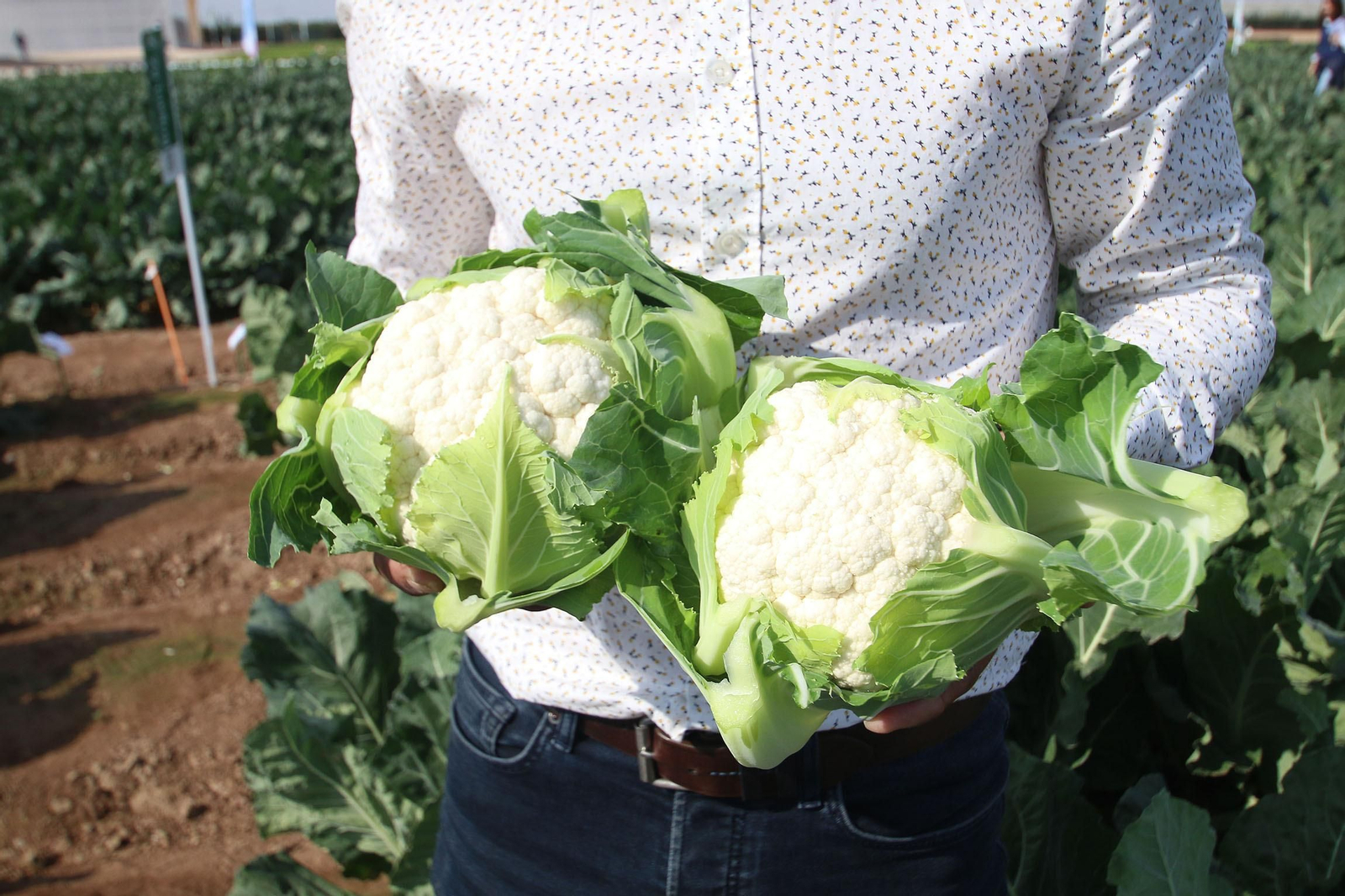 Fotogalería de las jornadas de puertas abiertas de Rijk Zwaan en Cartagena