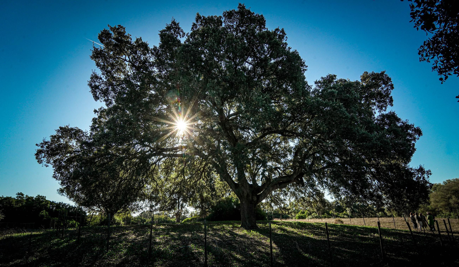 Del campo a la mesa, así son los jamones de Montesierra que vende Mercadona