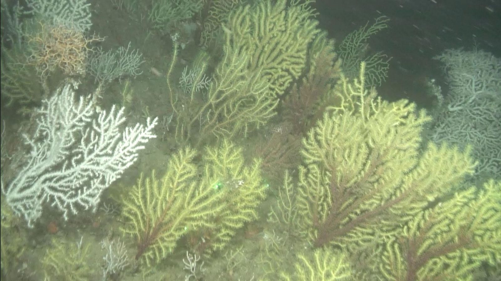 Bosque de gorgonias filmado durante la campaña.