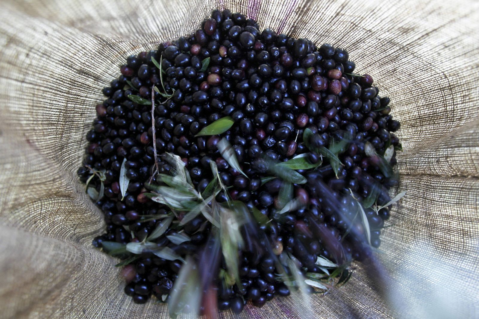 El aceite de oliva, ese potente antibiótico