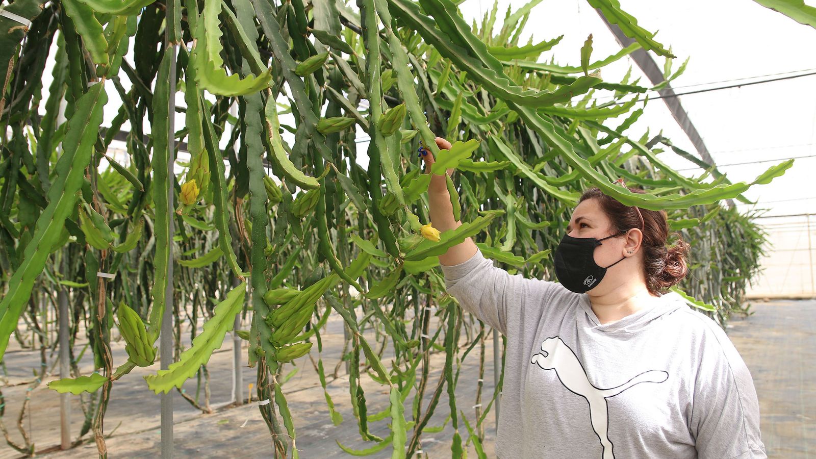 La pitahaya es una de las frutas exóticas con las que trabaja Anecoop
